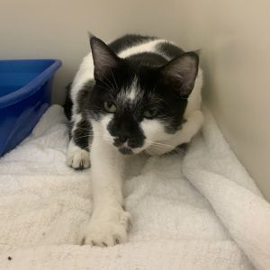 Oreo Doublestuff, Adult Female Domestic Short Hair