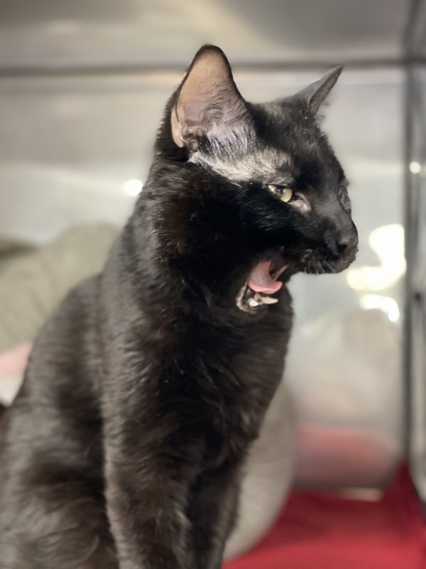 Panther