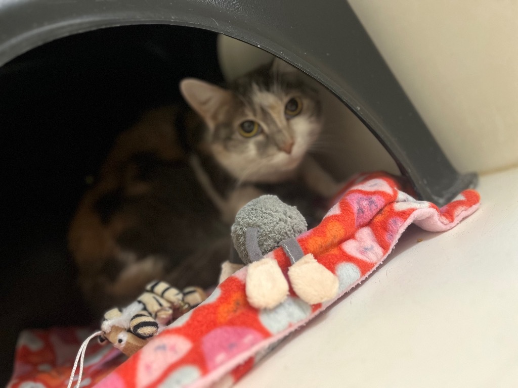 Anna, an adoptable Calico in Crandon, WI, 54520 | Photo Image 1