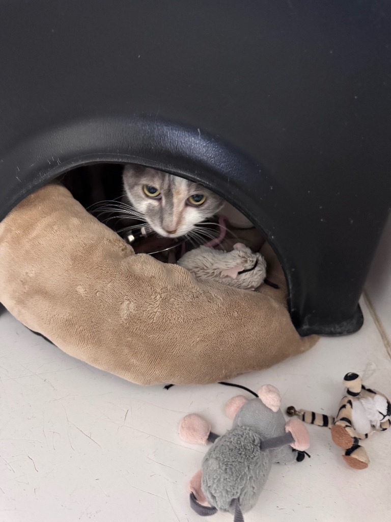 Anna, an adoptable Calico in Crandon, WI, 54520 | Photo Image 2