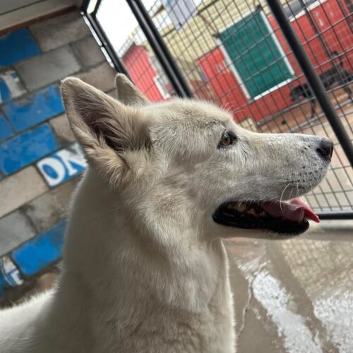 Zoe, an adoptable Shepherd, Husky in Dillon, MT, 59725 | Photo Image 3
