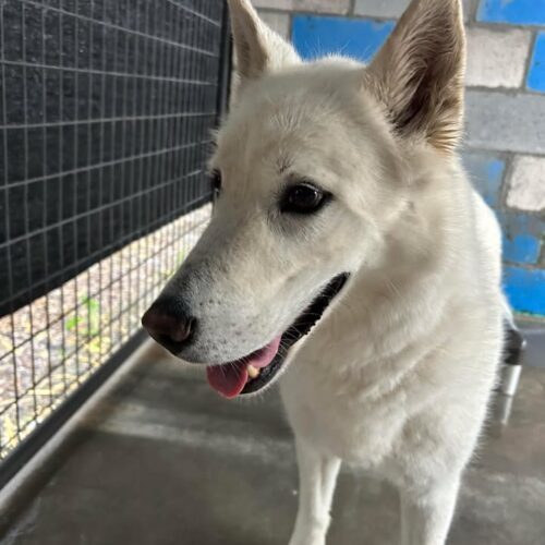 Zoe, an adoptable Shepherd, Husky in Dillon, MT, 59725 | Photo Image 4