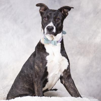 Lili, an adoptable Pit Bull Terrier, Shepherd in Dillon, MT, 59725 | Photo Image 1