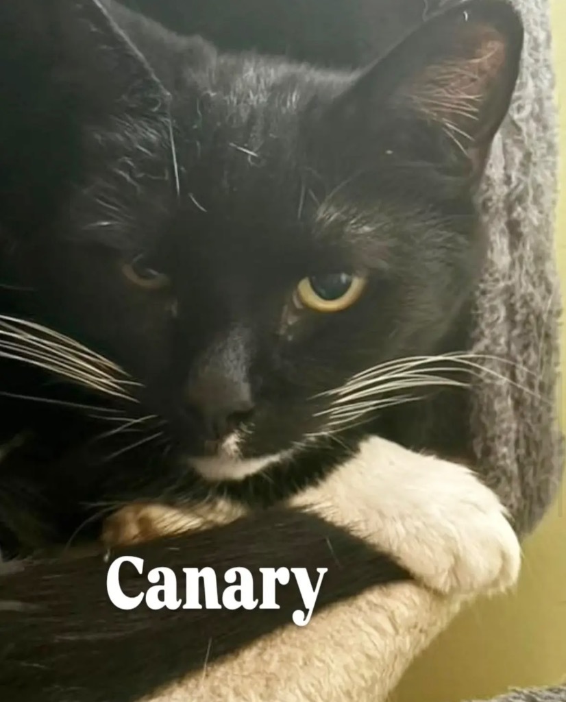 Canary