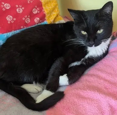 Canary, an adoptable Domestic Short Hair in Gorham, ME, 04038 | Photo Image 1