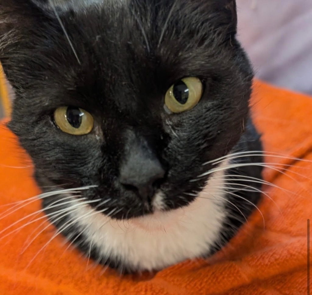 Canary, an adoptable Domestic Short Hair in Gorham, ME, 04038 | Photo Image 3