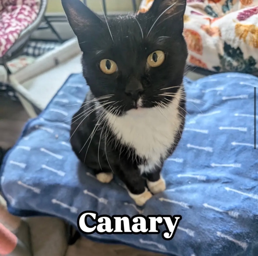 Canary