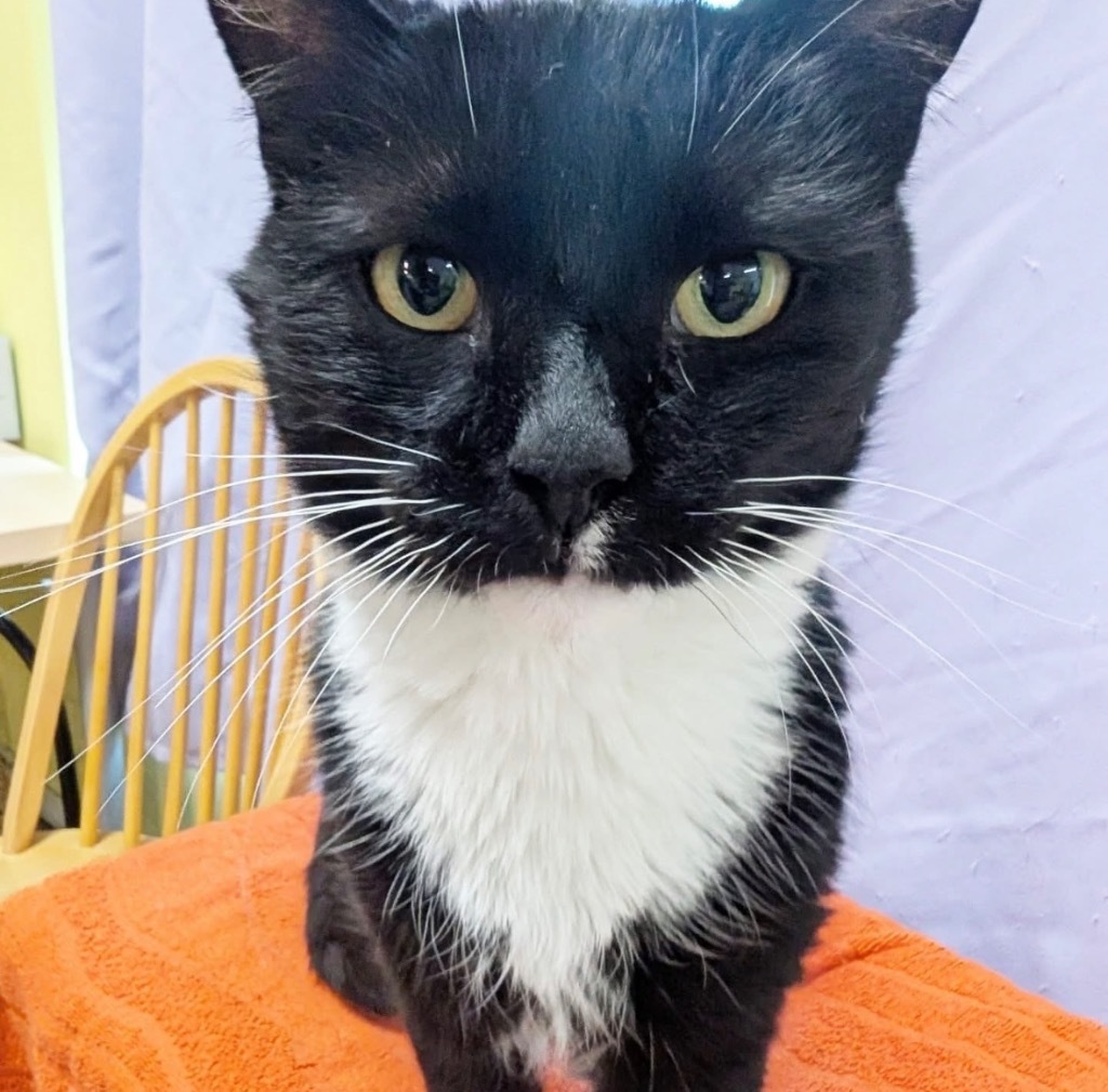 Canary, an adoptable Domestic Short Hair in Gorham, ME, 04038 | Photo Image 4
