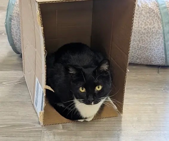 Canary, an adoptable Domestic Short Hair in Gorham, ME, 04038 | Photo Image 6