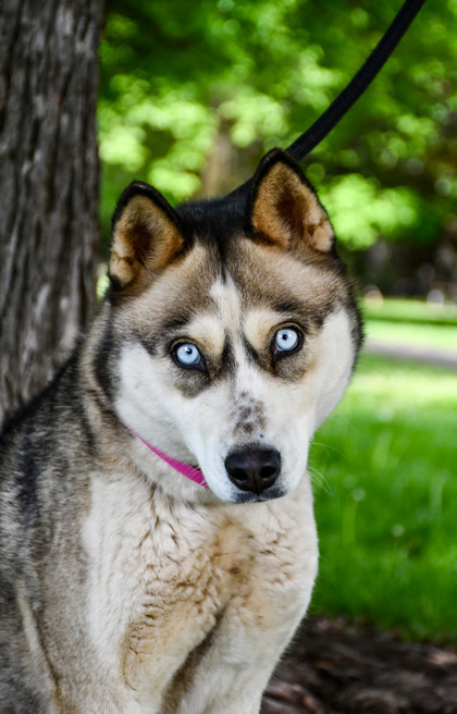 Loba