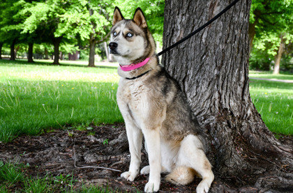 Loba