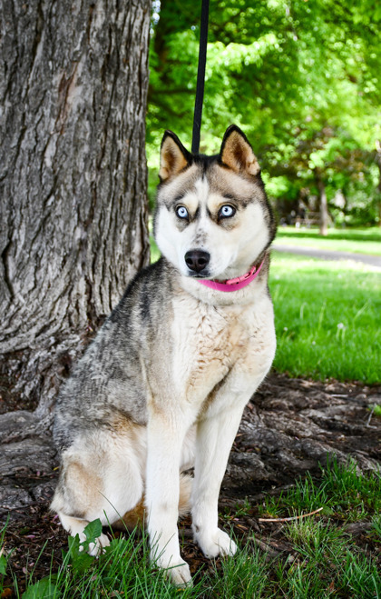Loba