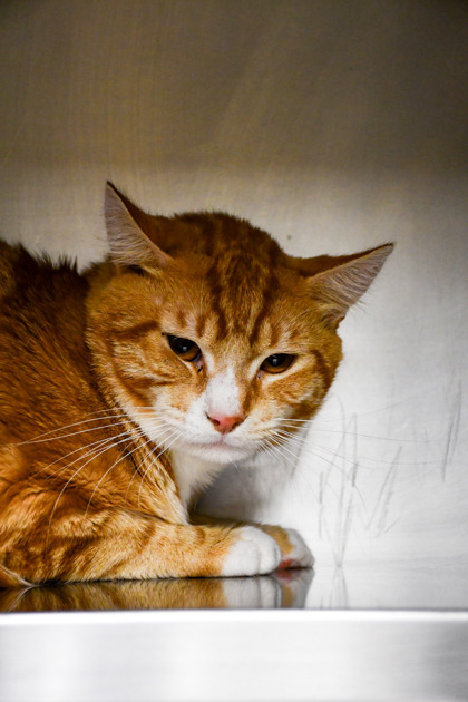 Garfield