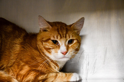 Garfield