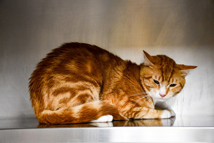 Garfield