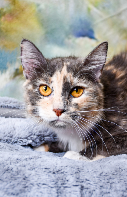 Catty Purry
