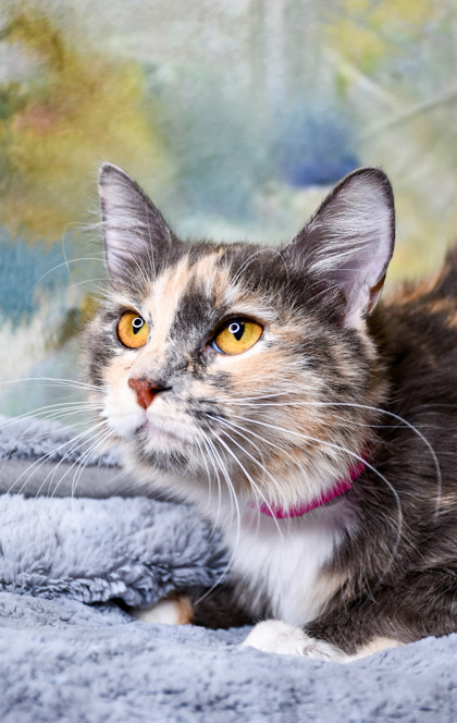Catty Purry