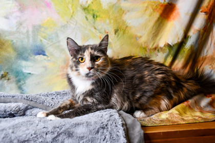 Catty Purry