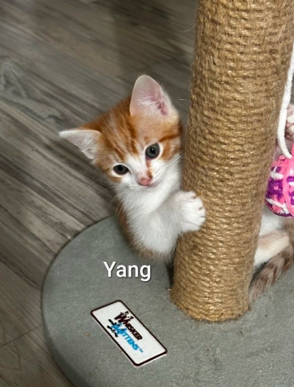 Yang