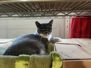 Louise, Young Female Russian Blue
