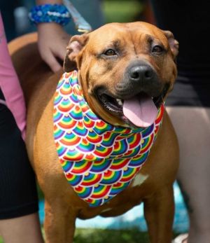 Ginger Snap, Adult Female Pit Bull Terrier