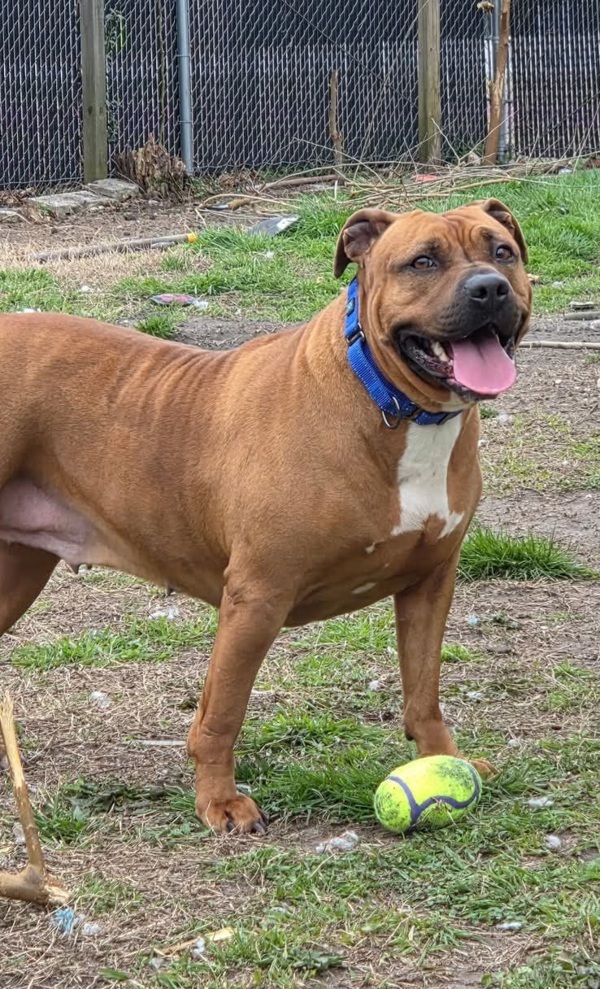 Ginger Snap - In Foster