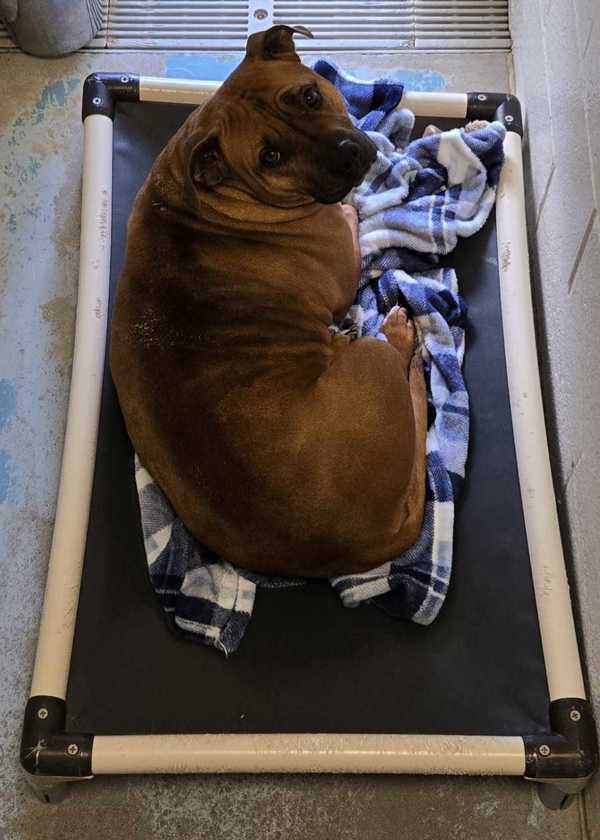 Ginger Snap - In Foster