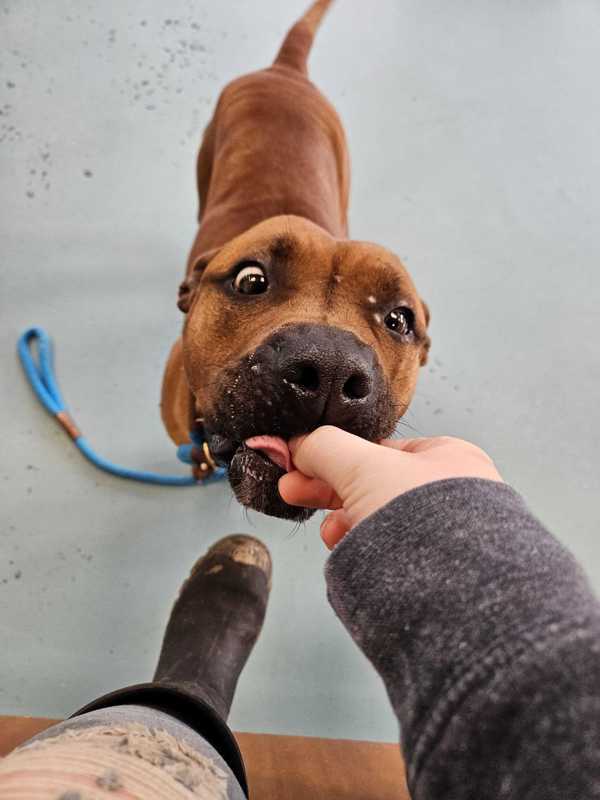 Ginger Snap - In Foster