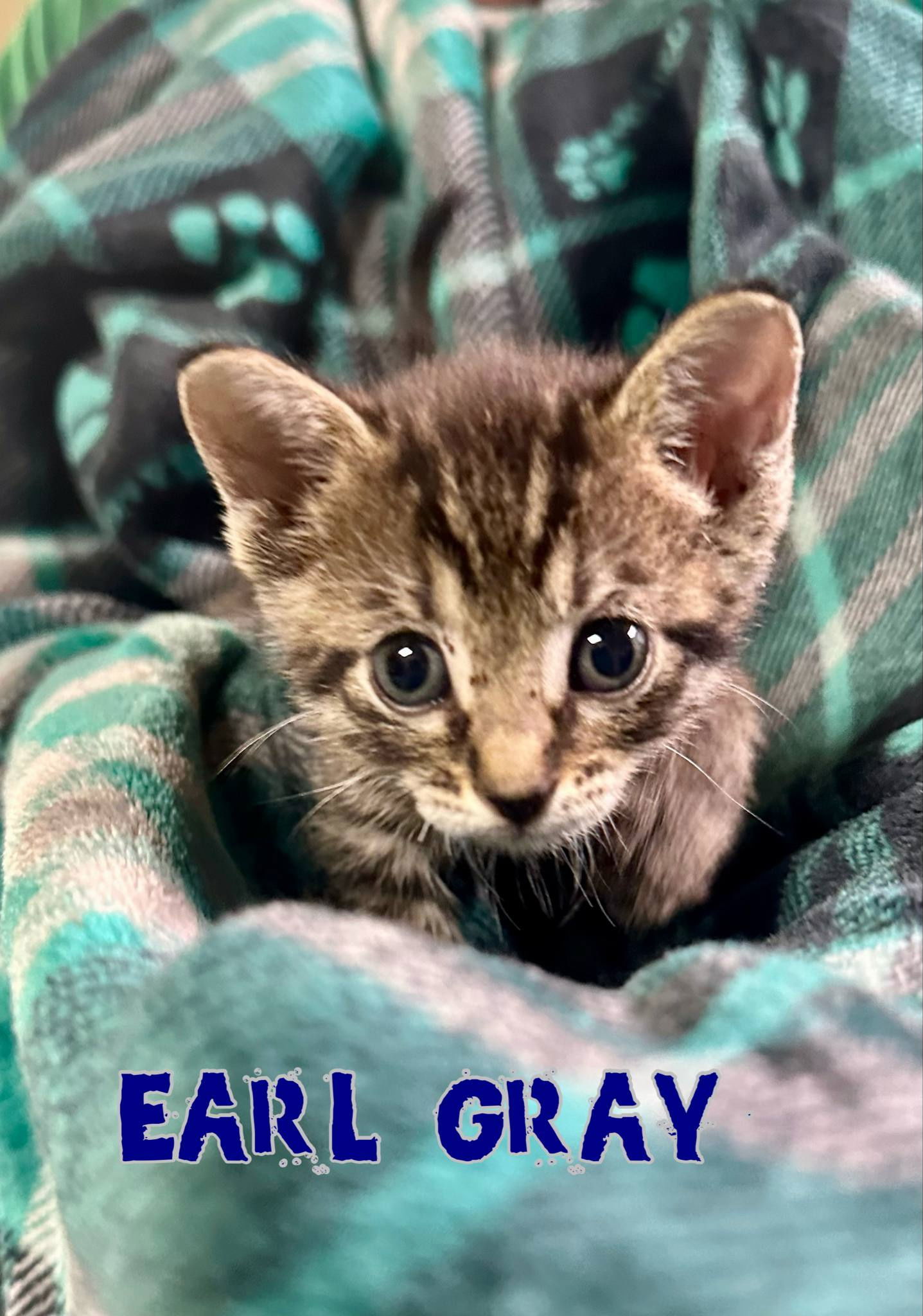 Earl Gray