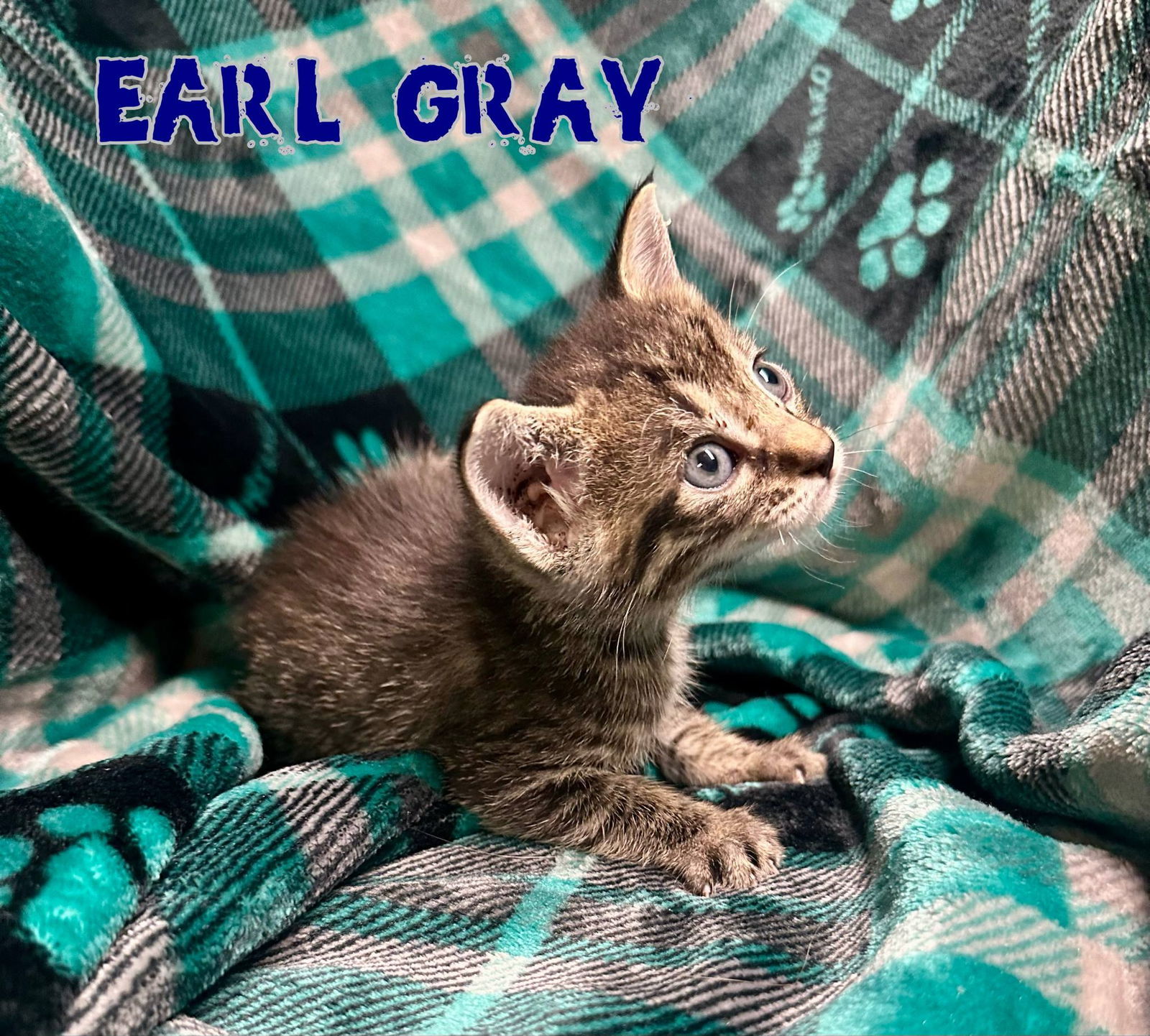 Earl Gray