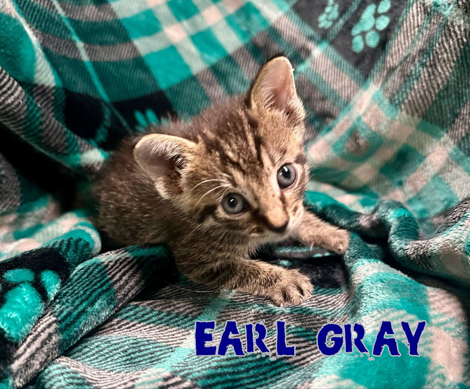 Earl Gray