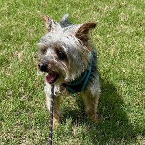 Looking for a dog with a little zip in his step but not too much One thats excited to see