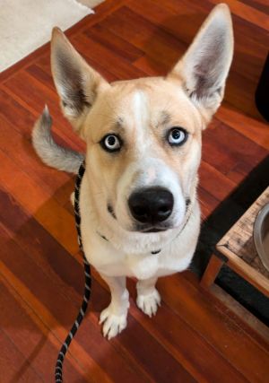 Animal Profile Liam now Astro is an estimated two year old labhusky mix who will be joining us f