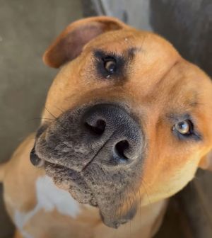 Bruno, Young Male Mixed Breed