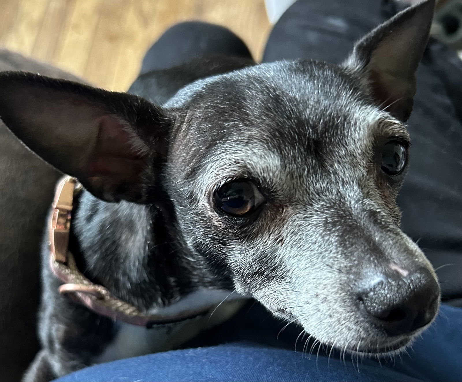 Maizey Mae