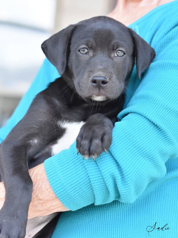 Sadie