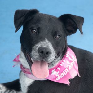 A5695151 Eve is 1 of 4 puppies brought here together Eve is a 7-month-old Labrador  Pointer  Que