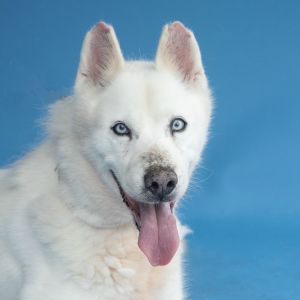 A5690771 Maya is the sweetest golden girl ready to live her best life Maya is a spayed female Siber