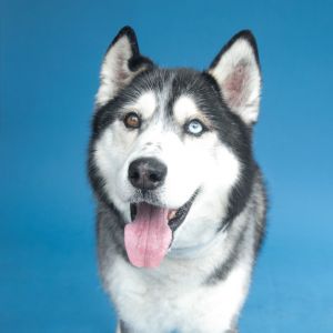 A5687485 Meet Lebron  an 11-year-old Siberian Husky with a soft cream coat kis