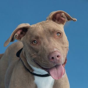 A5660671 Meet Hazel  a 9-month-old Pitbull puppy with a silky dulce de leche coat vanilla-dipped 