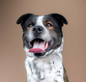 A5688875 Meet Spot  a 2-year-oldShepherd  Pointer mix with a stunning tricolor coat - rich chocol
