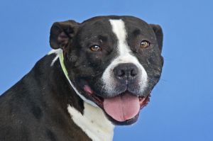 A5514170 Say hello to Summer  a 7-year-old Pitbull sweetheart with a velvety soft black and white t