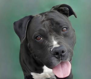 A5692565 Gizmo is just the coolest dude He is highly sociable and loves getting to know people and
