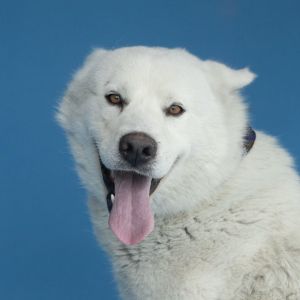 A5693309 Meet Timmy  a 3-year-old Siberian Husky with a plush cream coat - a gorgeous squishy mar