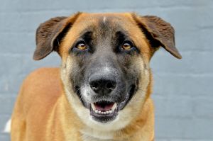 A5692408 Emmy is the sweetest calm lady She loves her belly rubs and resting her head on peoples 
