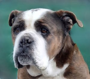 A5689990 Herbert loves his scratchies This dude is super chill and mellow with the sweetest gaze 