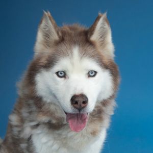 A5690769 Max is the most responsible elder A neutered male Siberian Husky estimated to be about 12