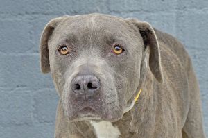 A5692278 Zoey is a very sweet and loving spayed female Pitbull mix She has been