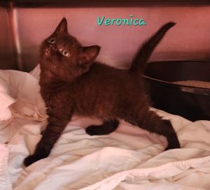 Veronica, Baby Female unknown