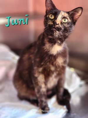 Juni, Young Female Domestic Short Hair